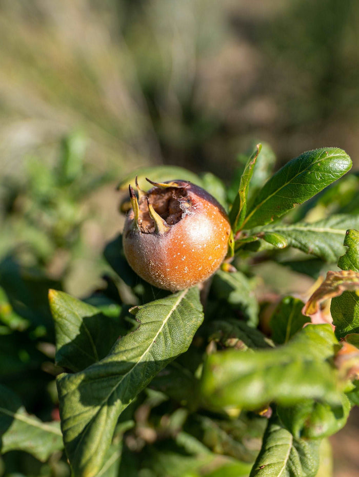 Breda Giant Medlar - Raintree Nursery