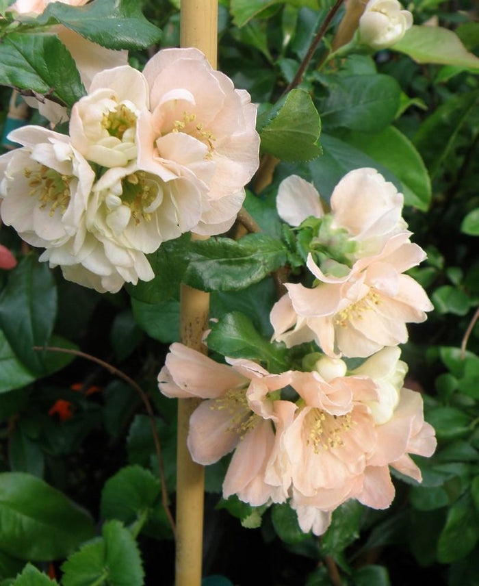 Cameo Flowering Quince - Raintree Nursery