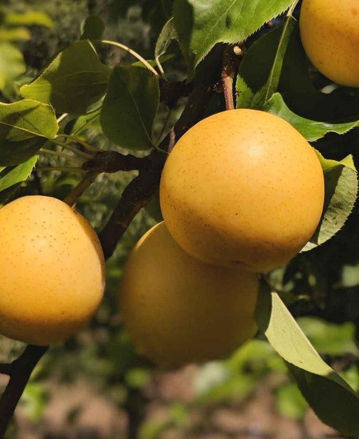 Combo Asian Pear Tree (4 varieties) - Raintree Nursery