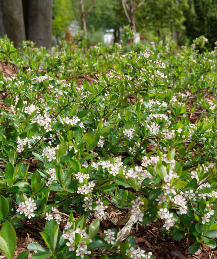 Ground Hug Aronia-EGI-