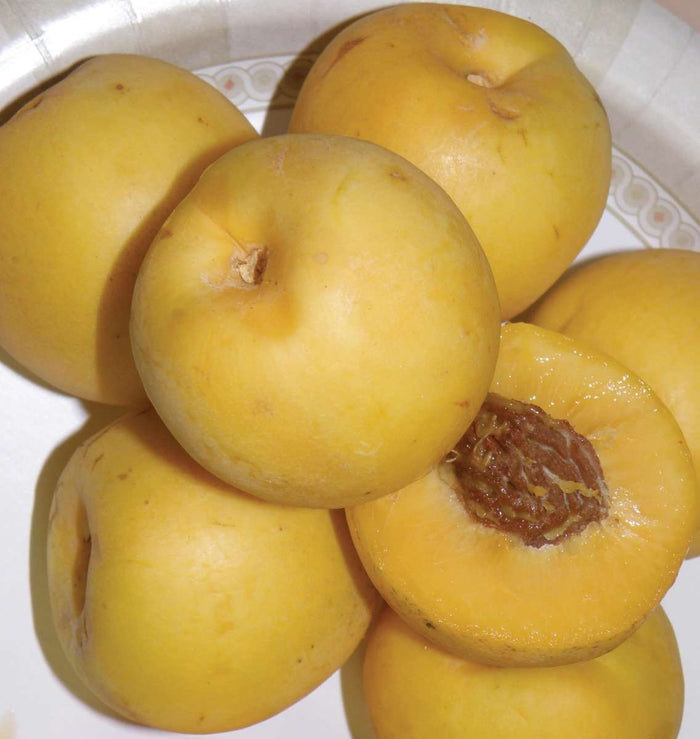 Maria's Gold Nectarine - Raintree Nursery