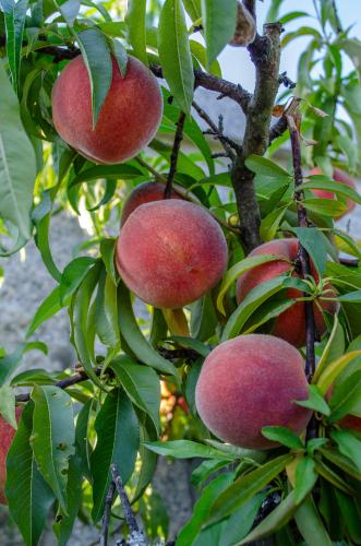 Mary Jane ™ Peach - Raintree Nursery