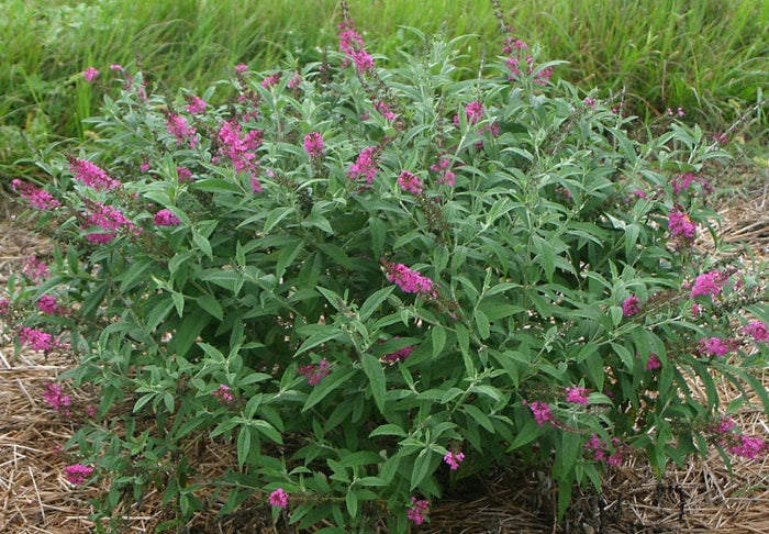 Miss Ruby Buddleia-Ornamentals-Alpha-1 Gallon Pot-
