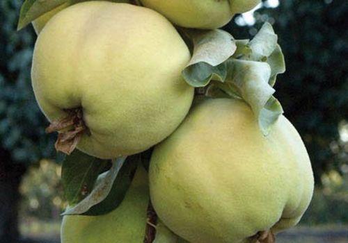 Pineapple Quince - Raintree Nursery