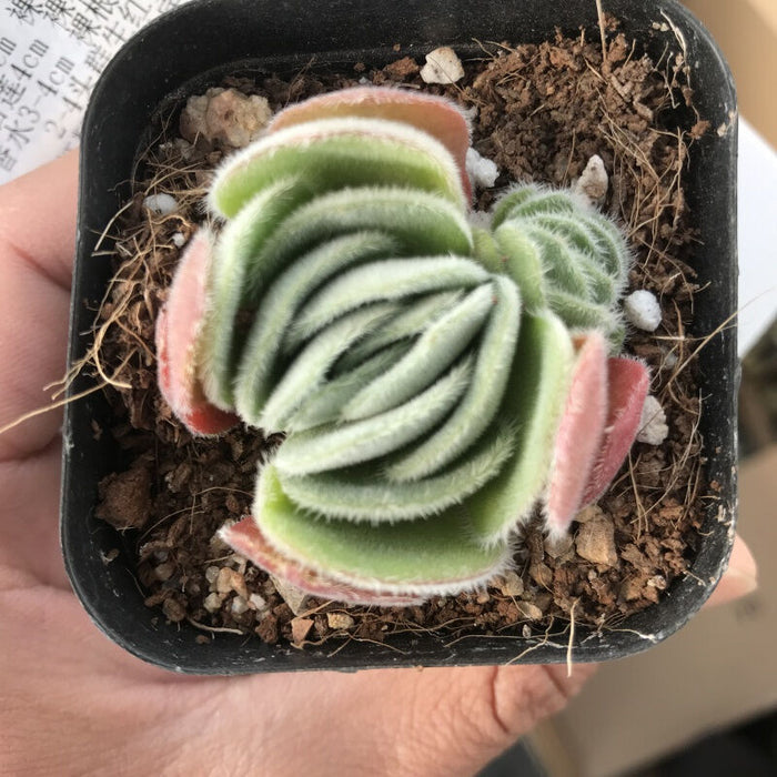 Real Live Succulent Cactus Plant : Crassula Tomentosa