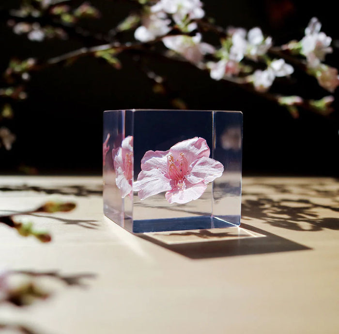 Sola Cube Sakura gift