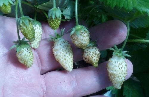 White Soul Alpine Strawberry - Raintree Nursery