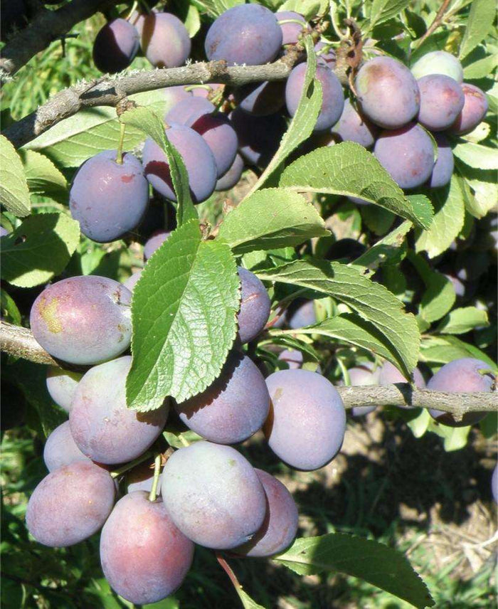 Blues Jam European Plum - Raintree Nursery