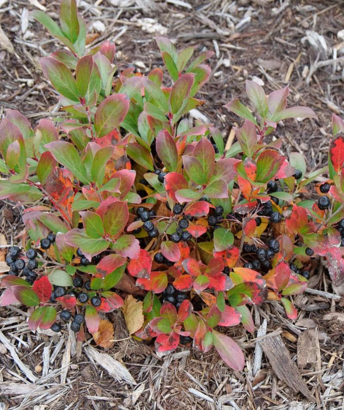 Ground Hug Aronia-EGI-