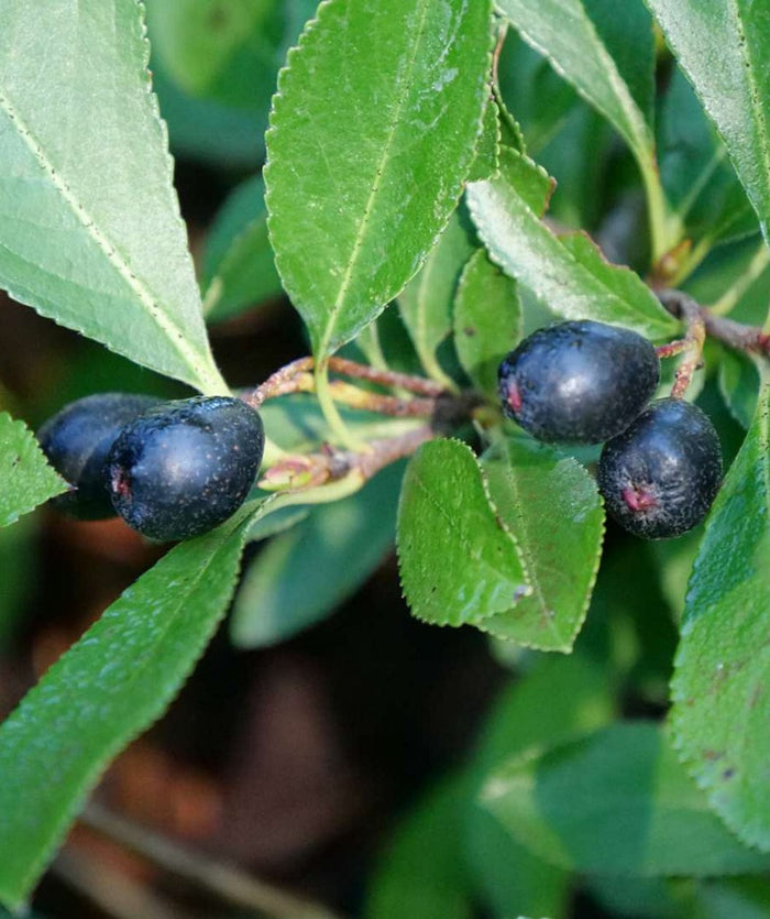 Ground Hug Aronia-EGI-