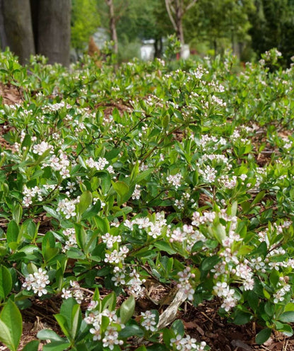 Ground Hug Aronia-EGI-