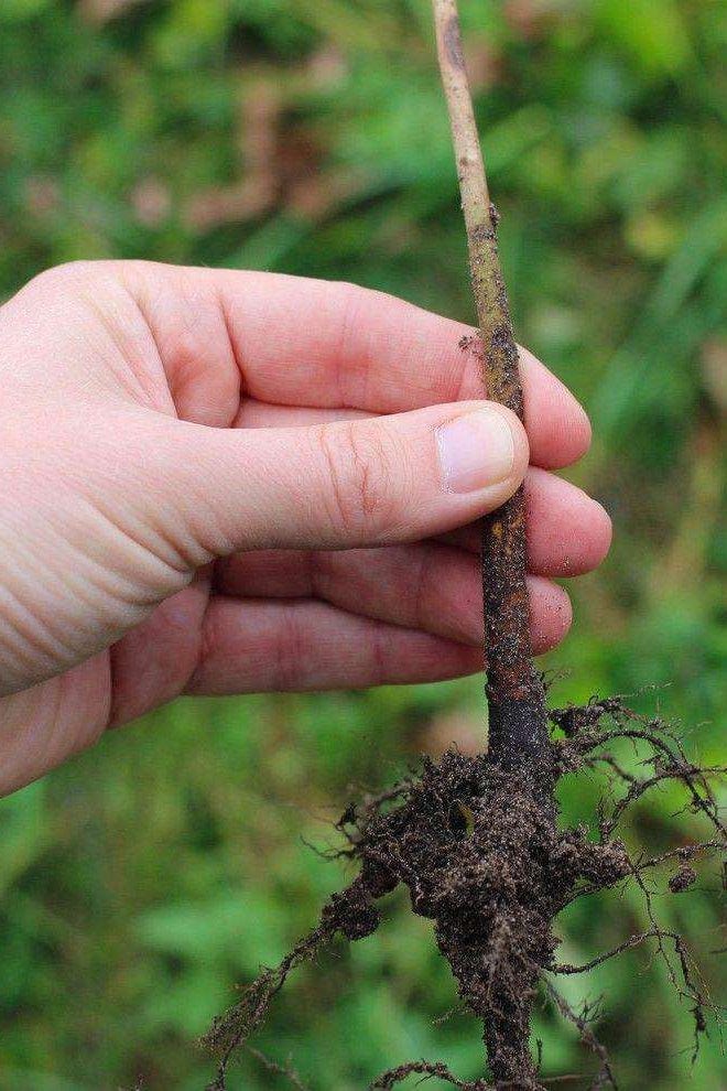 Mazzard Cherry Rootstock-Willamette-3/16 Inch-
