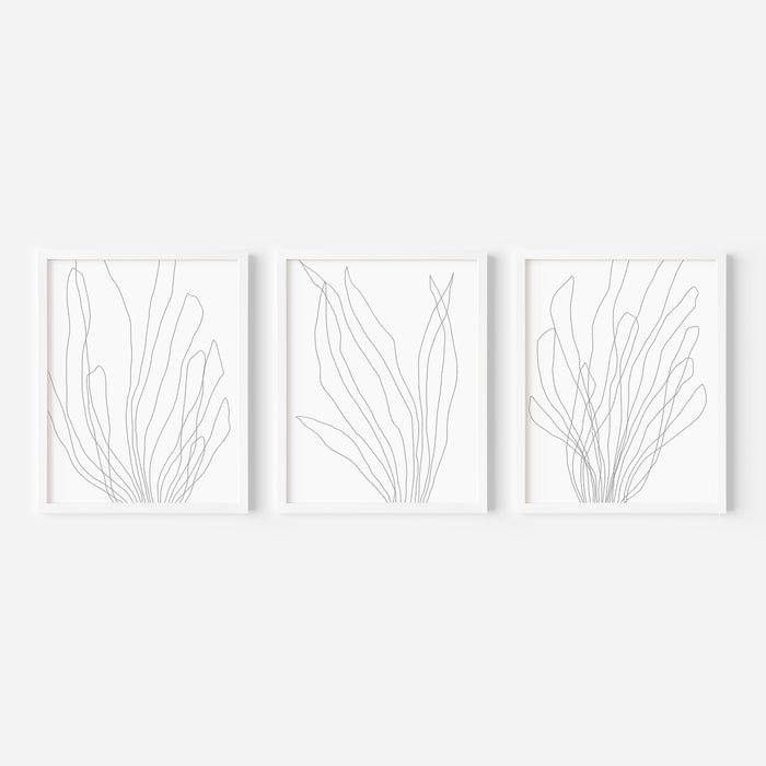 Modern Minimalist Seaweed Illustration - Set of 3 - Jetty Home