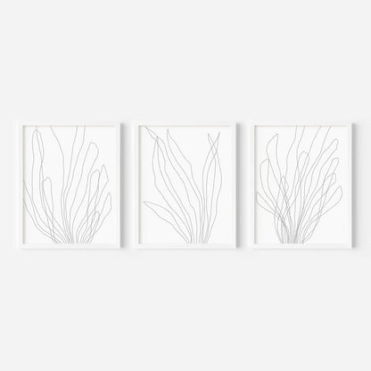 Modern Minimalist Seaweed Illustration - Set of 3 - Jetty Home