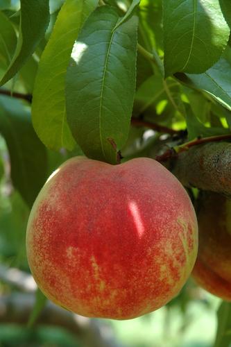 Necta Zee Nectarine - Raintree Nursery