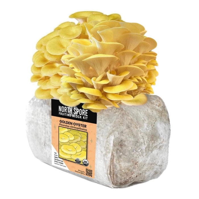 Organic Golden Oyster Mushroom Grow Kit Fruiting Block