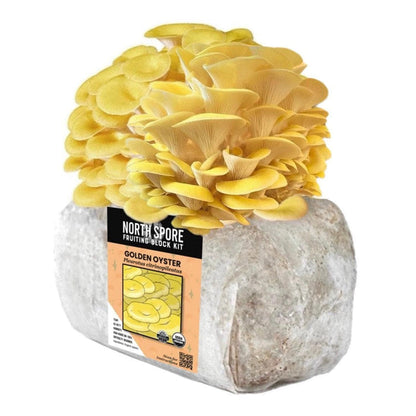 Organic Golden Oyster Mushroom Grow Kit Fruiting Block