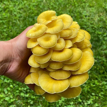 Organic Golden Oyster Mushroom Grow Kit Fruiting Block
