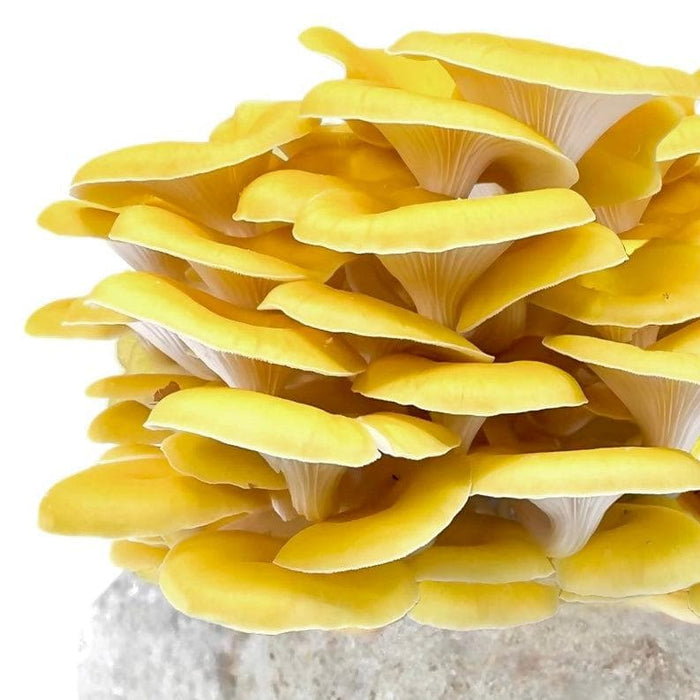 Organic Golden Oyster Mushroom Grow Kit Fruiting Block