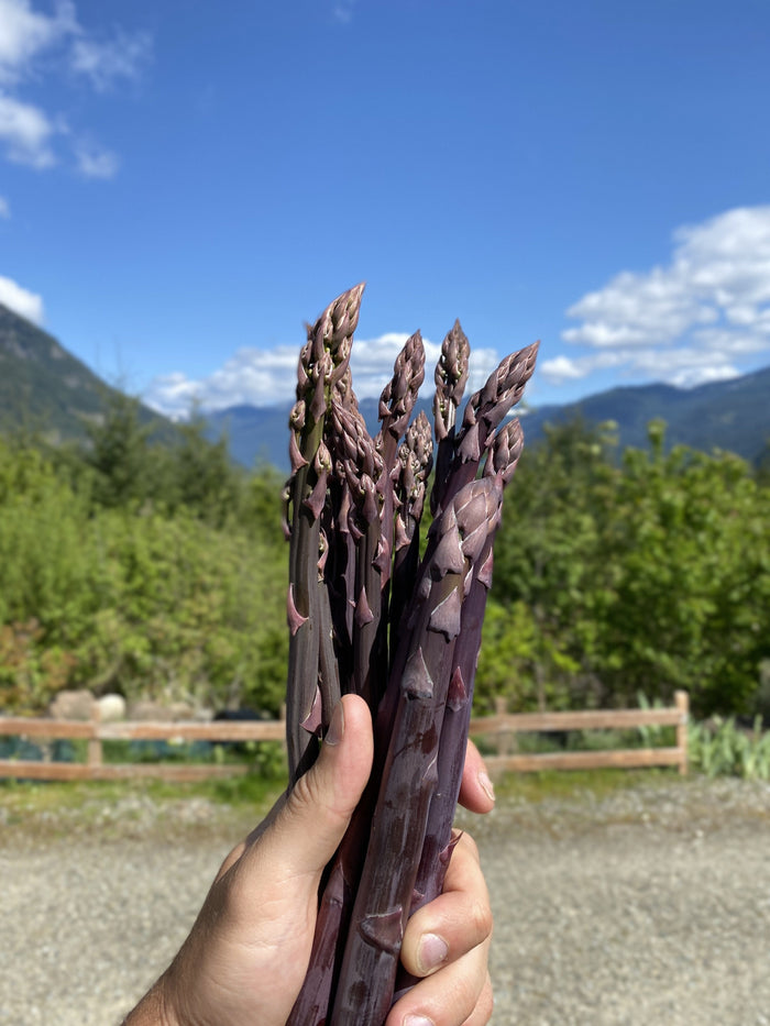 Purple Passion Asparagus
