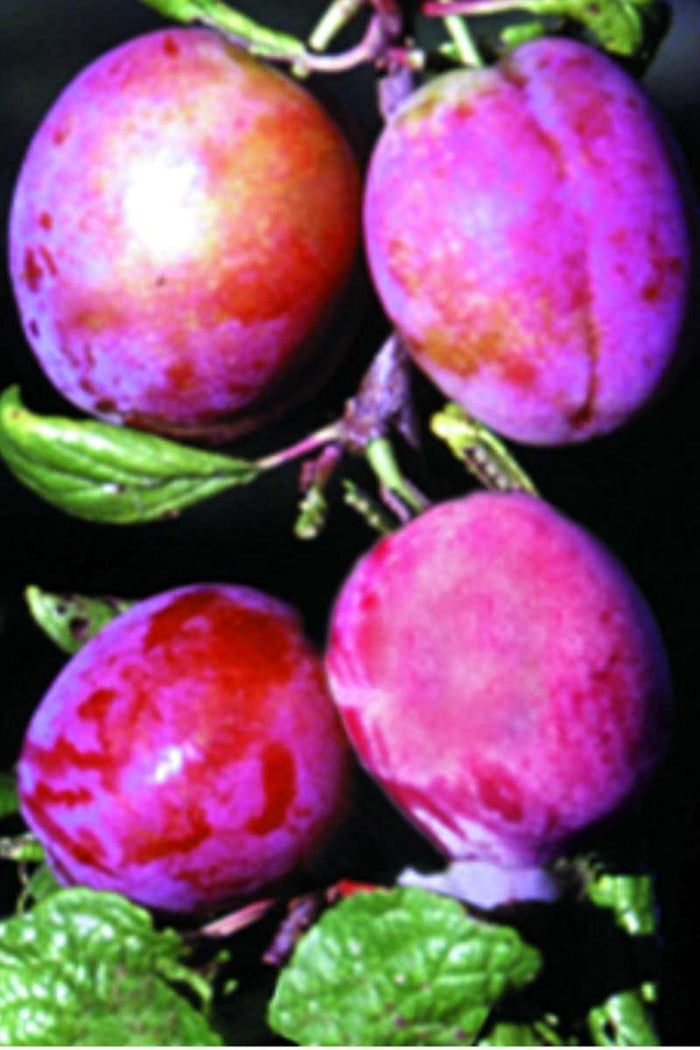 Rosy Gage™ European Plum - Raintree Nursery