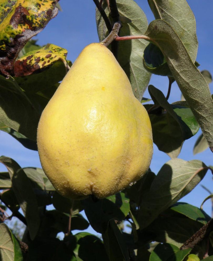 Seker Gevrek Quince - Raintree Nursery