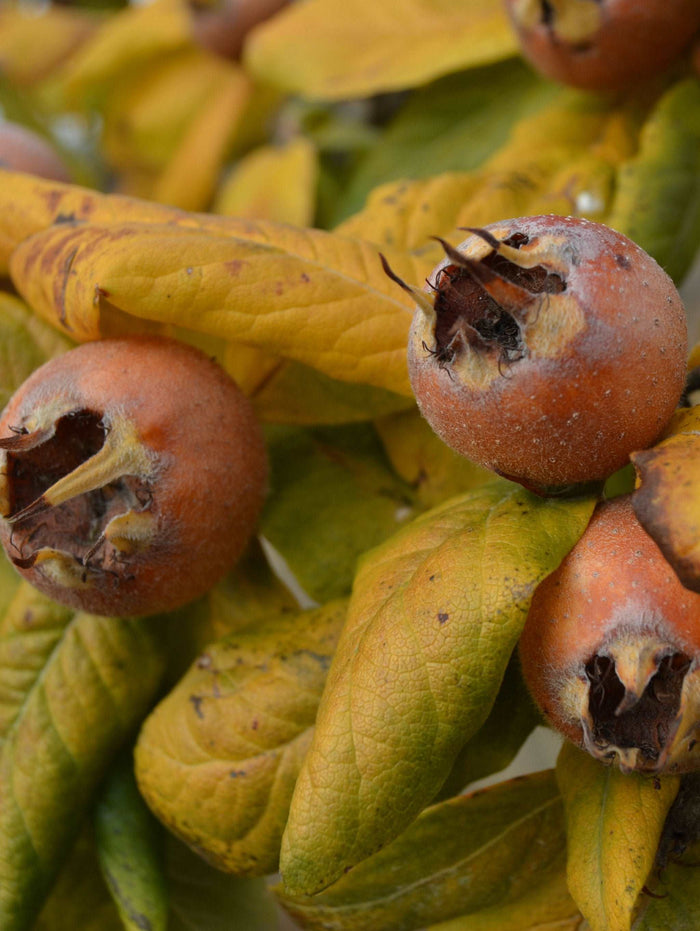 Sultan Medlar - Raintree Nursery