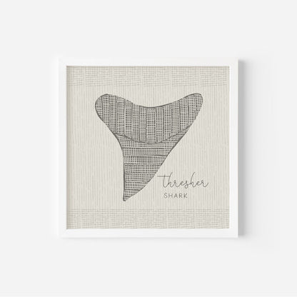 Thresher Shark Tooth - Jetty Home